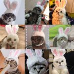 Funny Pet Cat Cap Costume Warm Rabbit Hat New Year Party - Image 4