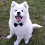 Adjustable Pets Cat Bow Tie Pet Costume Necktie Collar - Image 6