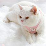 Cat Leash 1 Set Practical Escape-proof Quick Release Cat Vest Harness