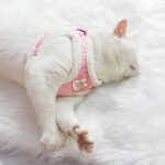 Cat Leash 1 Set Practical Escape-proof Quick Release Cat Vest Harness - Image 5