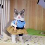 Funny Cat Costumes Uniform Suit Cat Clothes Kitty Kitten Uniform