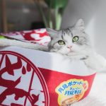 Cat Winter Tent Funny Noodles Small Bed House Sleeping - Image 6