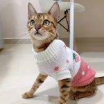 Winter Warm Sphynx Cat Clothes Puppy Kitten Knitted Sweater Hoodies For Sphin - Image 4